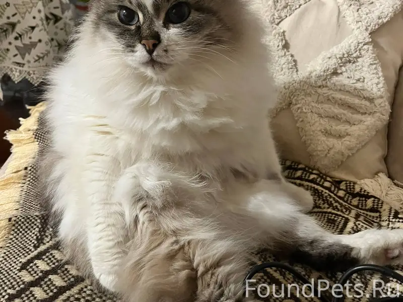 Пропал котик! 😿 Пропал наш люб...