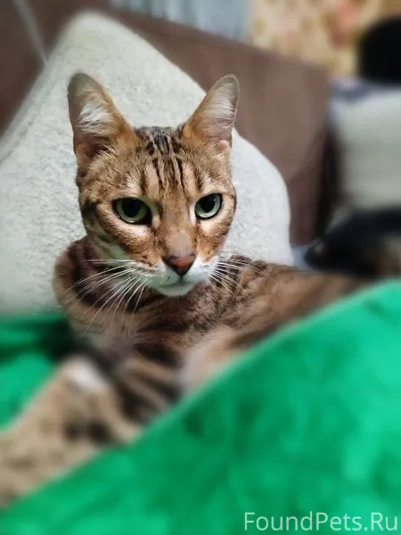 Пропала кошка в районе схт.