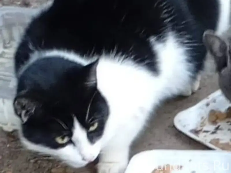 Во 2 микрорайоне пропала кошеч...