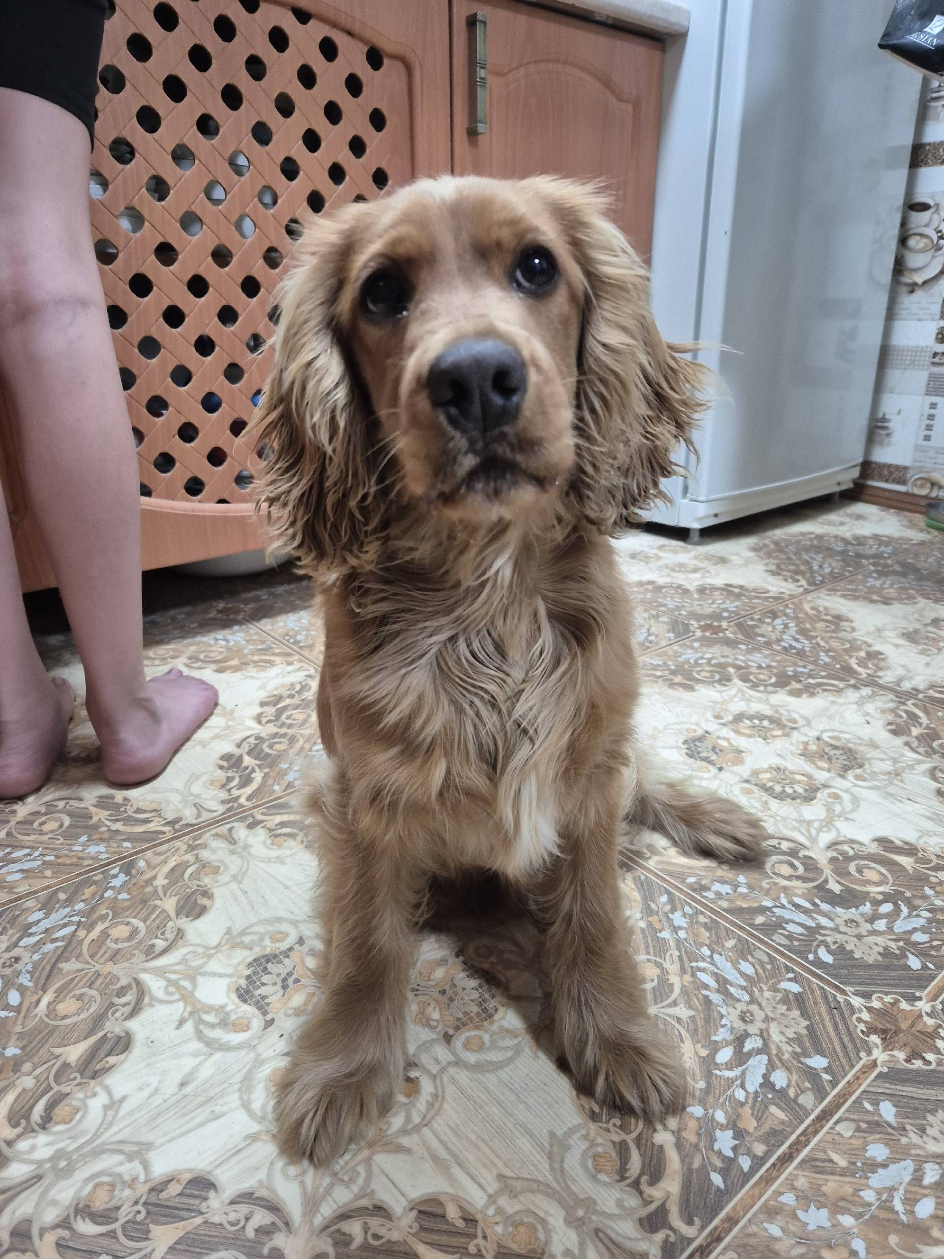 НАЙДЕНА СОБАКА Предположительн...