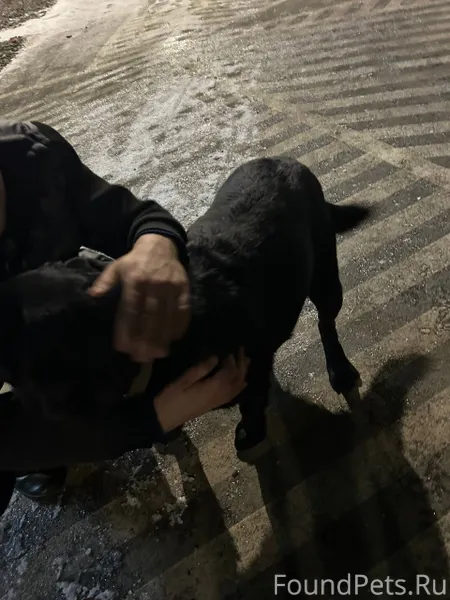 Может кто то потерял собаку, л...