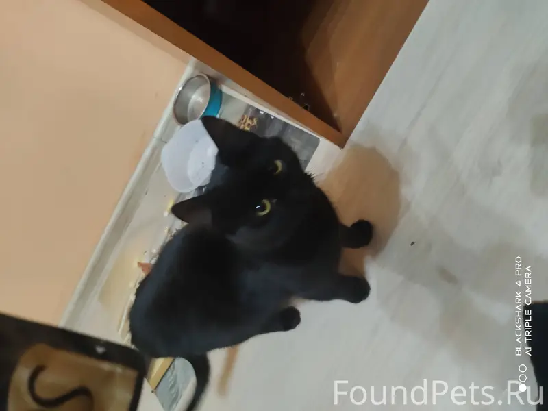 Найдена кошка деревня Ловцово