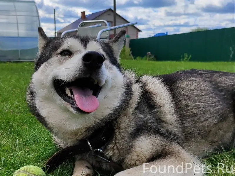 Вчера вечером убежала собака, ...