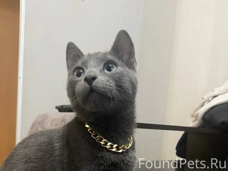 Пропал кот. Кличка Марвел, отк...