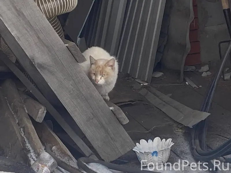 Прижился чей то котяра п. Кали...