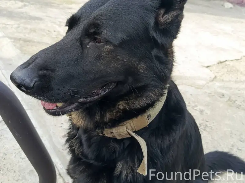 Найдена собака. Овчарка, девоч...