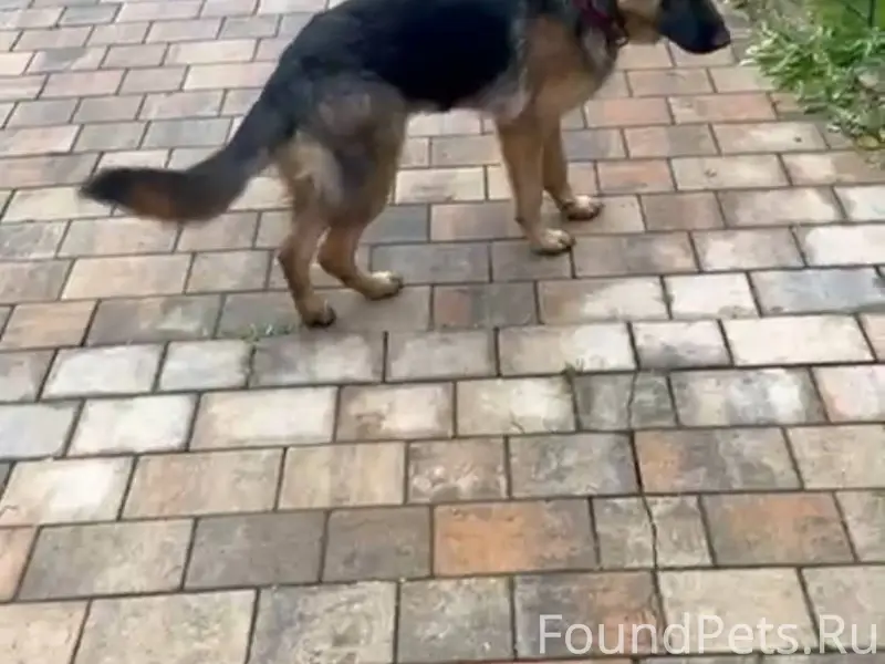 Нужна помощь! Ночью убежал щен...