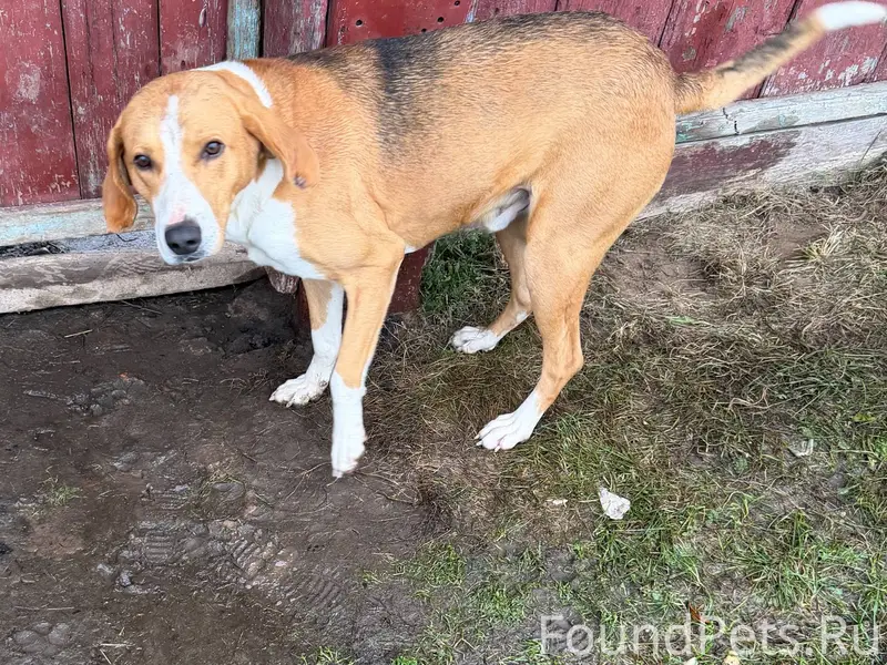 Найдена собака. Чья потеряшка?...