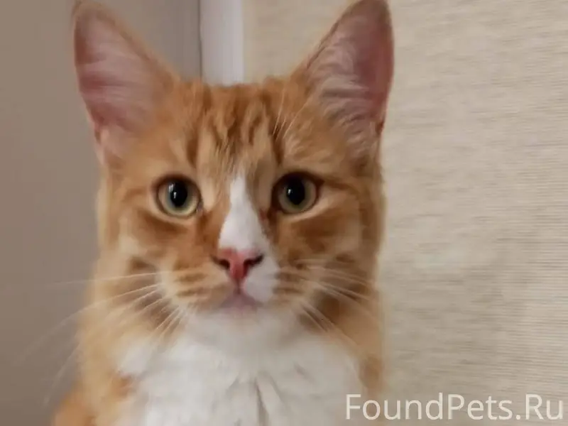 Пропал кот уже около недели в....