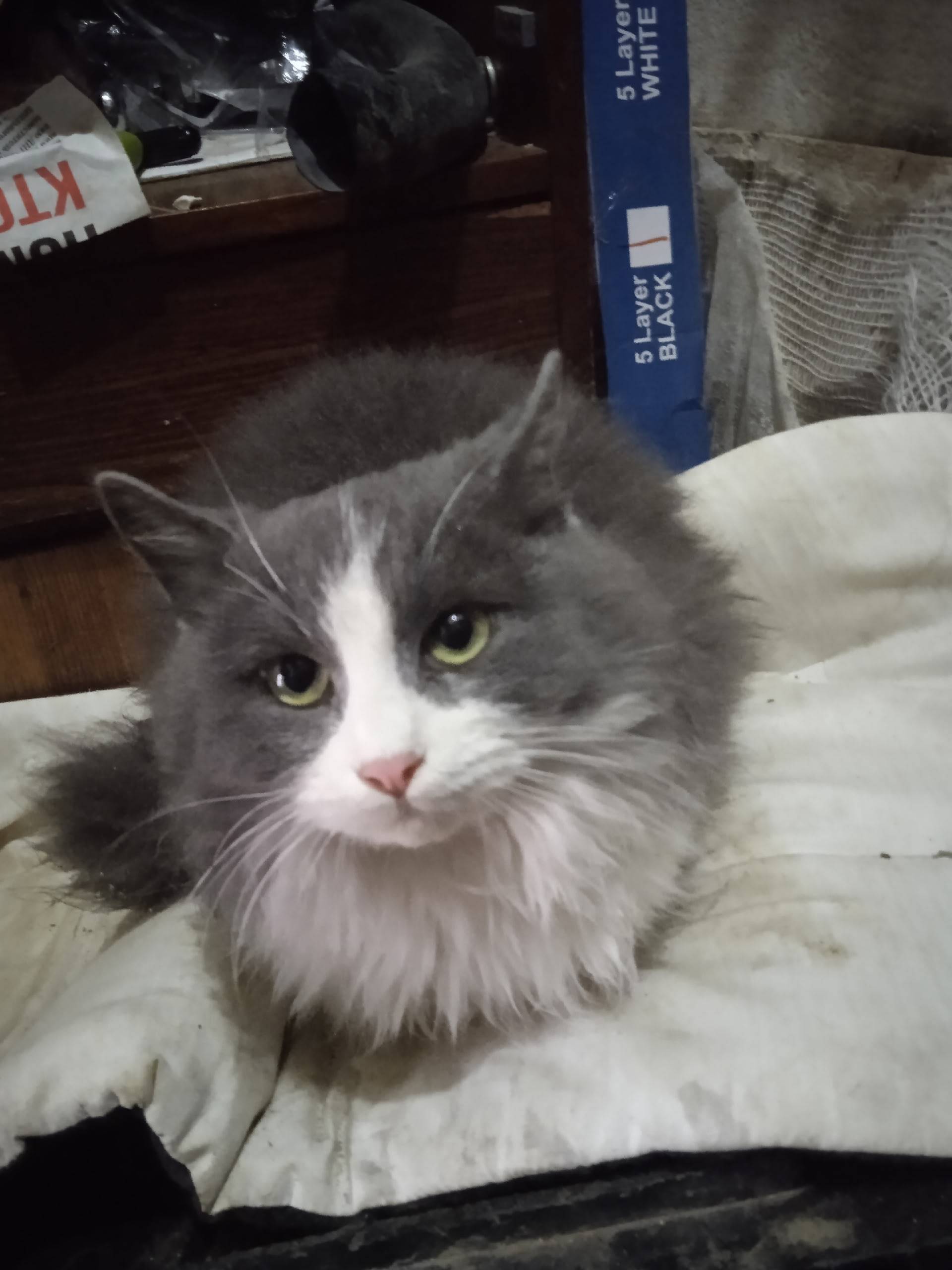 Найдена кошка!!! 🐱 Пол:женский...