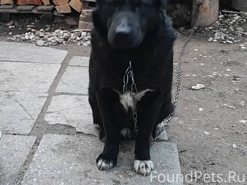 Потерялась собака по кличке Жо...