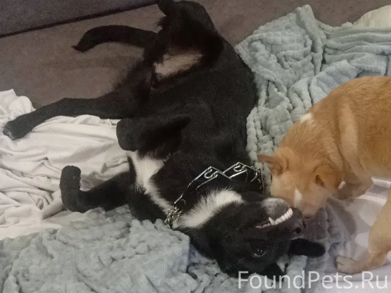 Убежал щенок(возраст 6 месяцев...