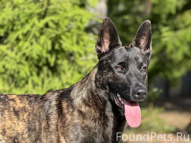 Потерялась собака в районе Дру...