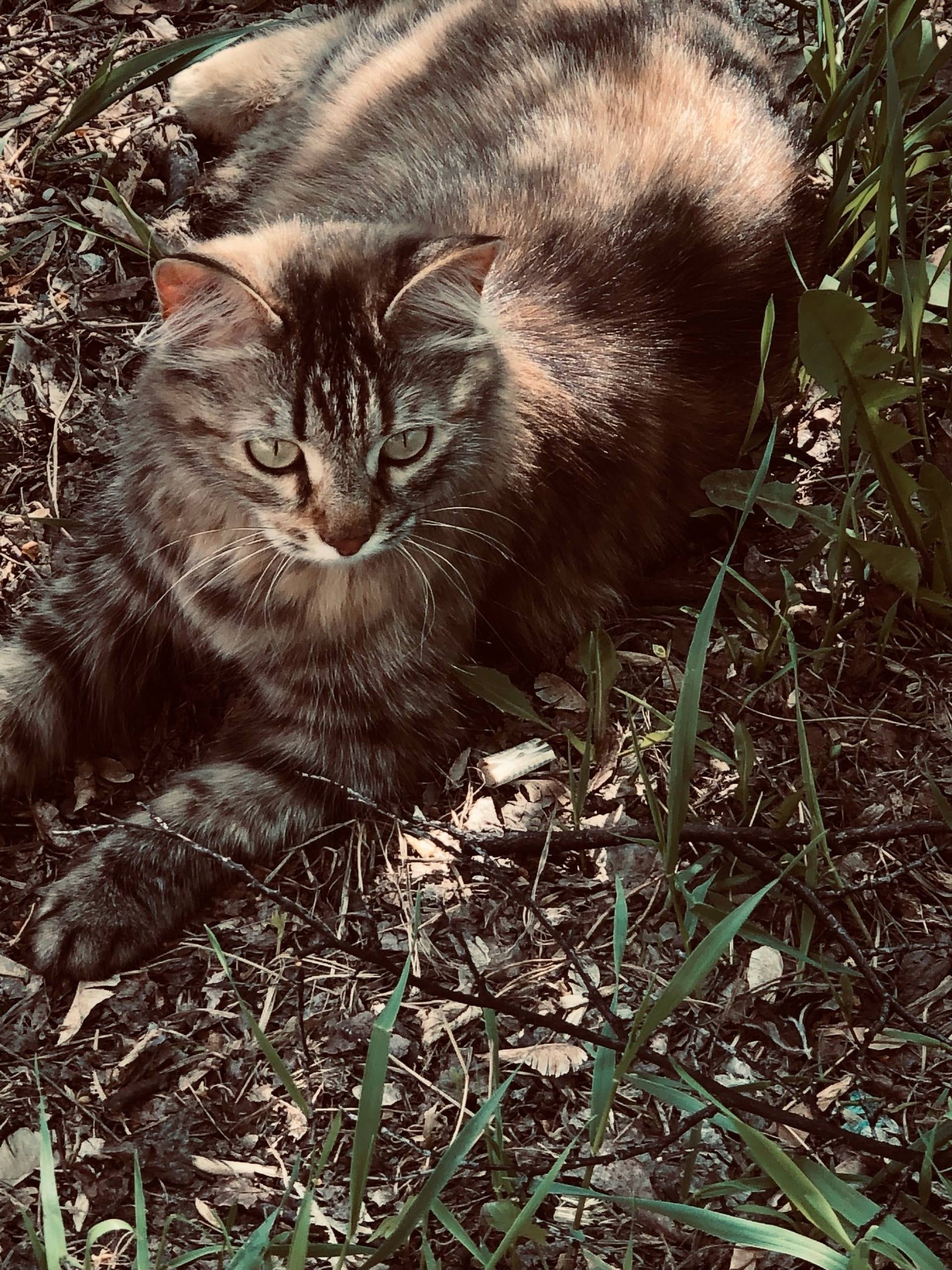 На пр. Автозаводцев #56 пропал...