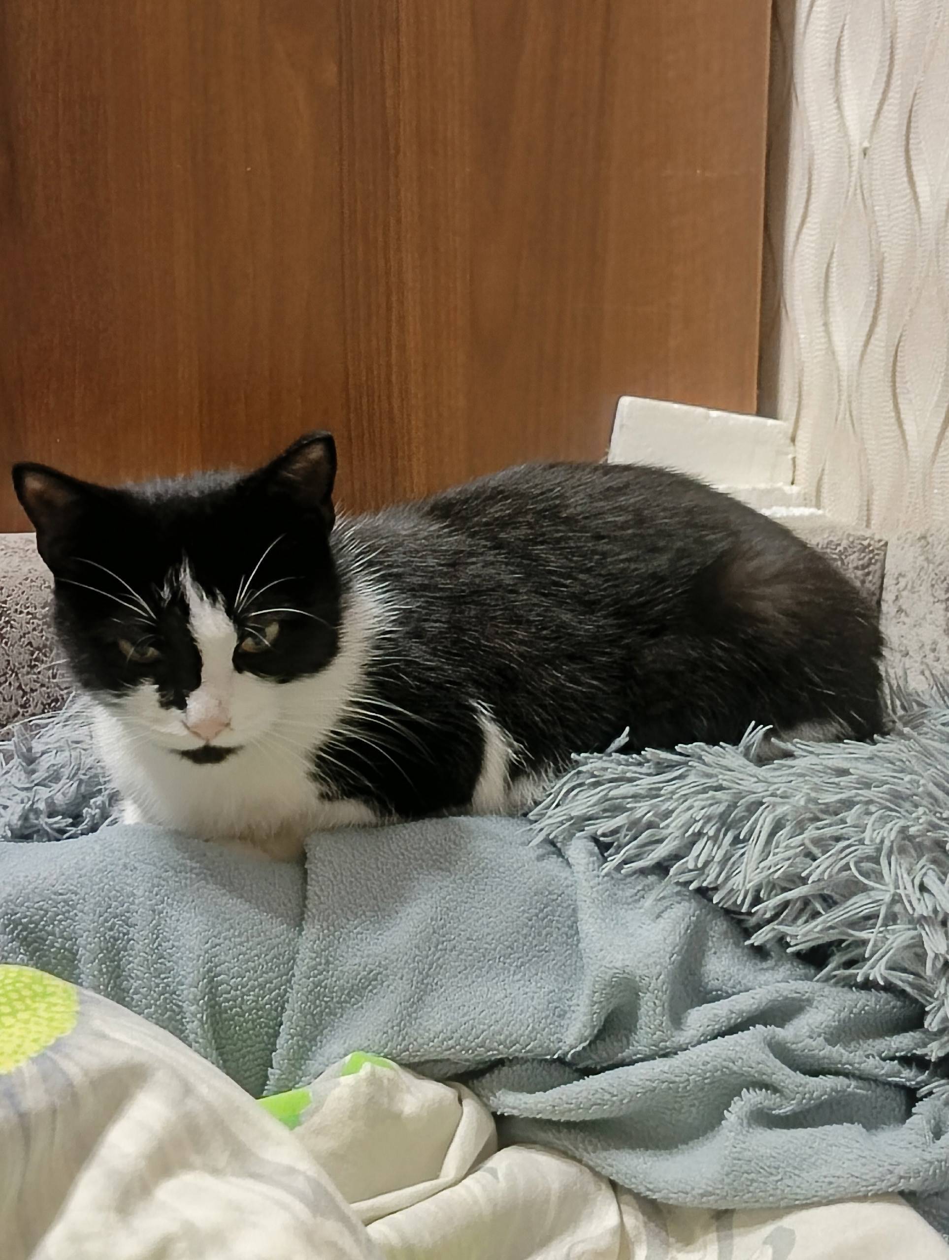 Пропала кошка последний раз ви...