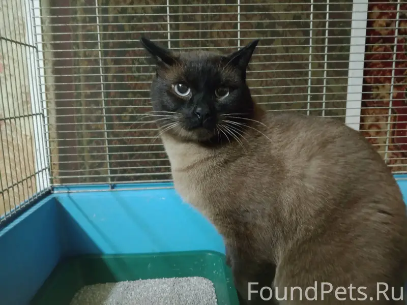 Найден кот на 4-й Курской...