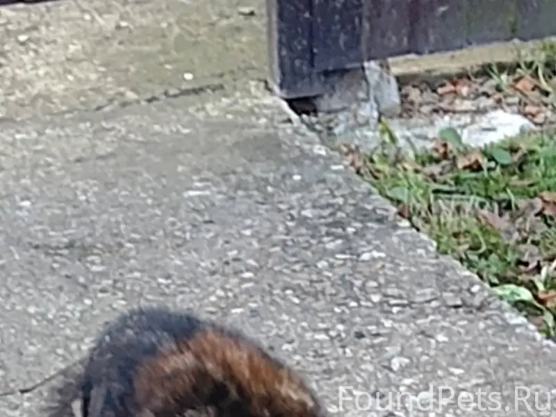 НАЙДЕН / ЗАМЕЧЕН КОШКА мкрн ГУ...