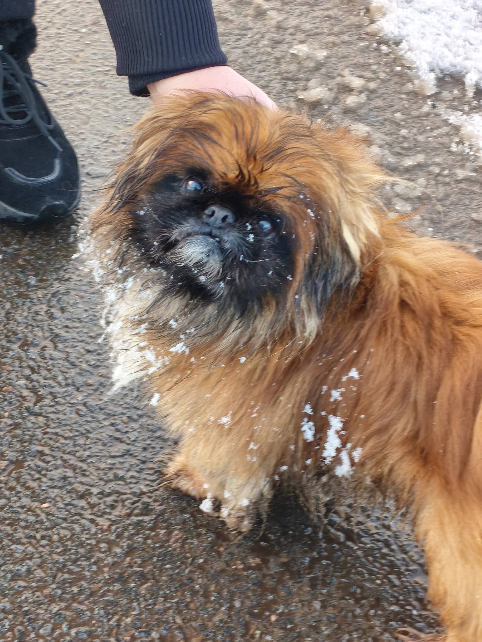 Здравствуйте, потерялась у ког...