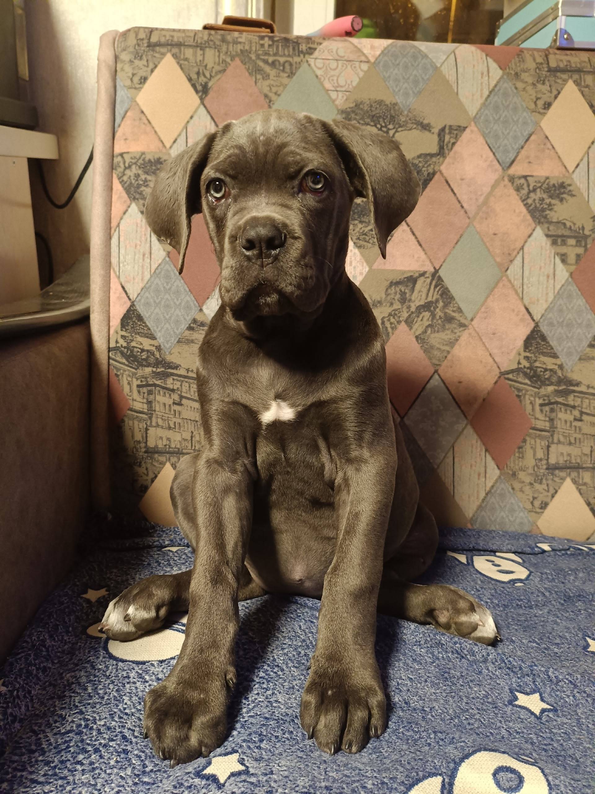 Пропала собака, щенок Кане Кор...