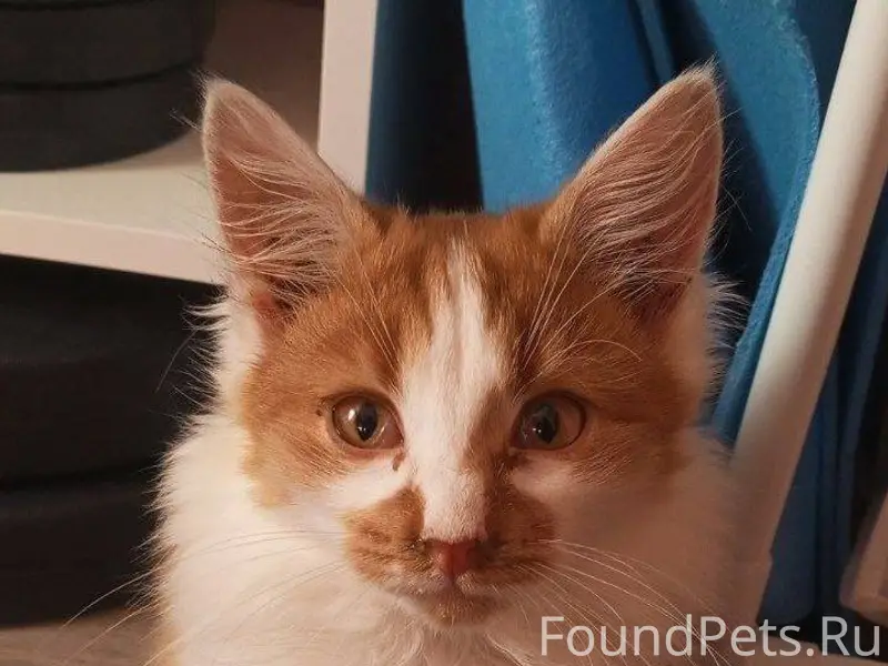 Пропал котик, зовут Симба. Ул ...