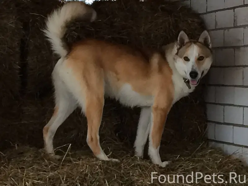 Пропала собака! Откликается на...