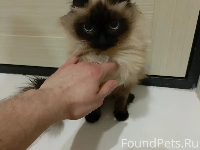 На Байкальской 6 найдена кошка...