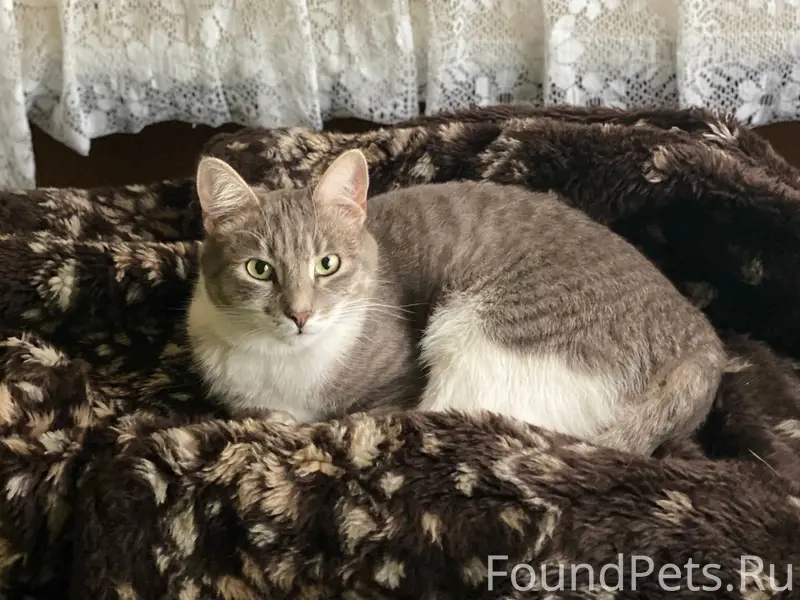 Добрый день Пропал кот Басик🐈‍...