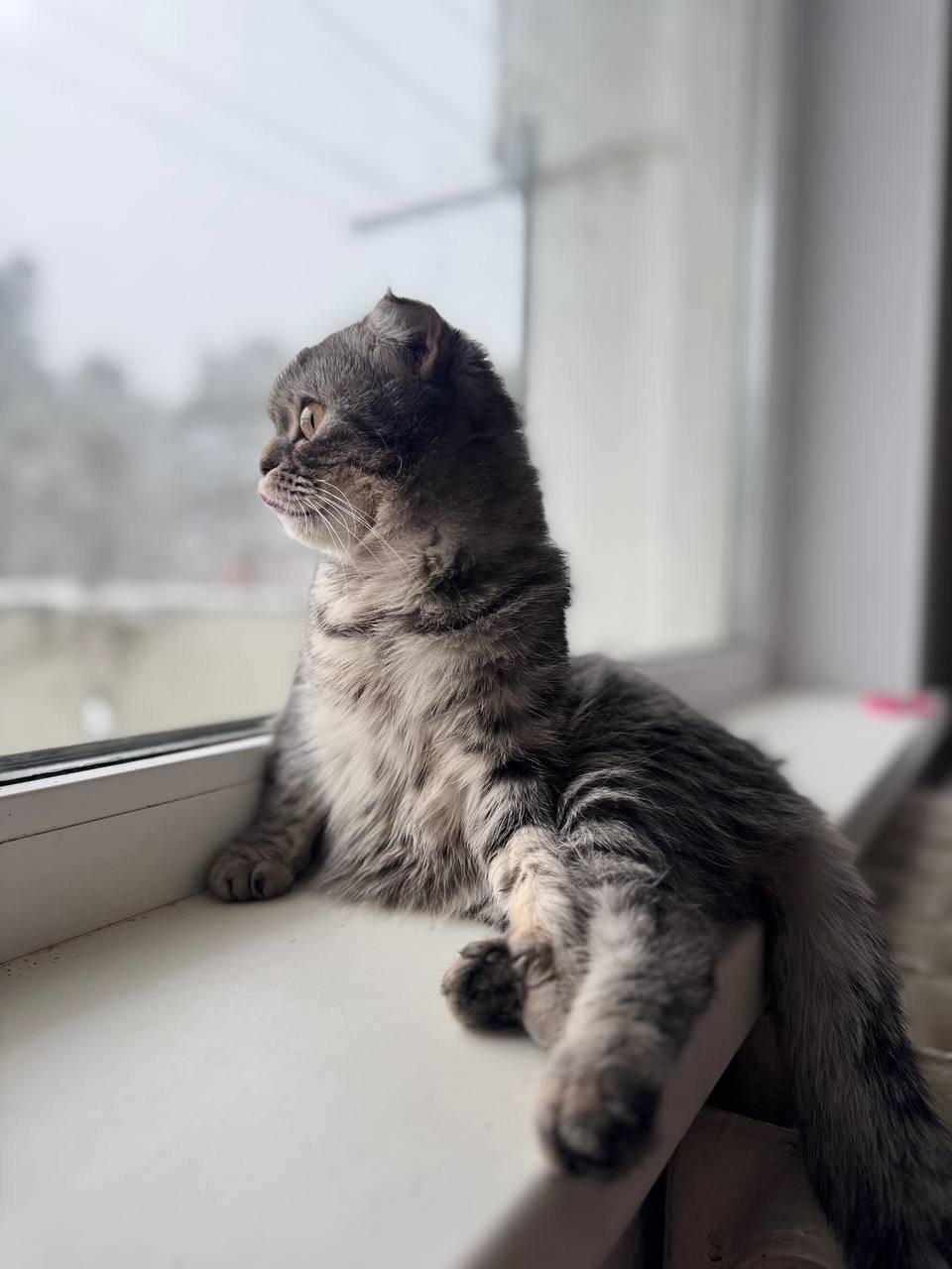 Пропала кошка! ПОМОГИТЕ! Откли...