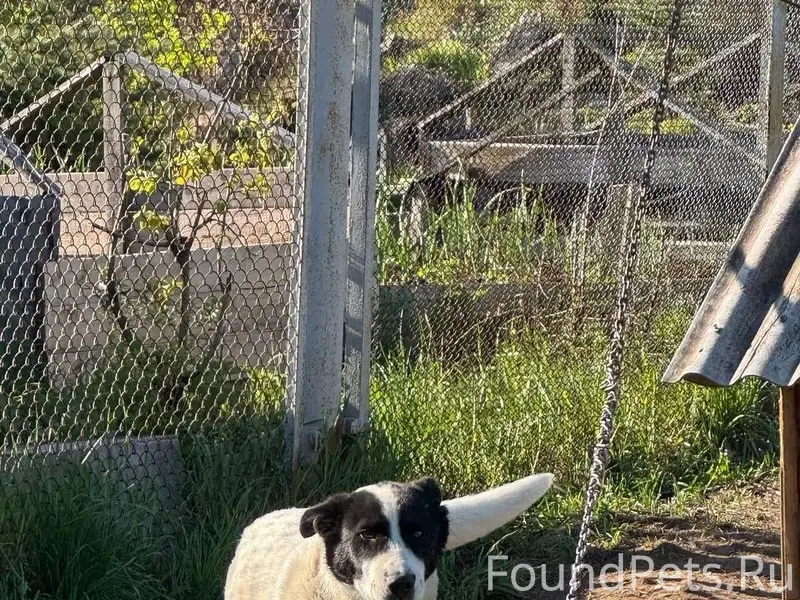 И снова побег, но уже с...