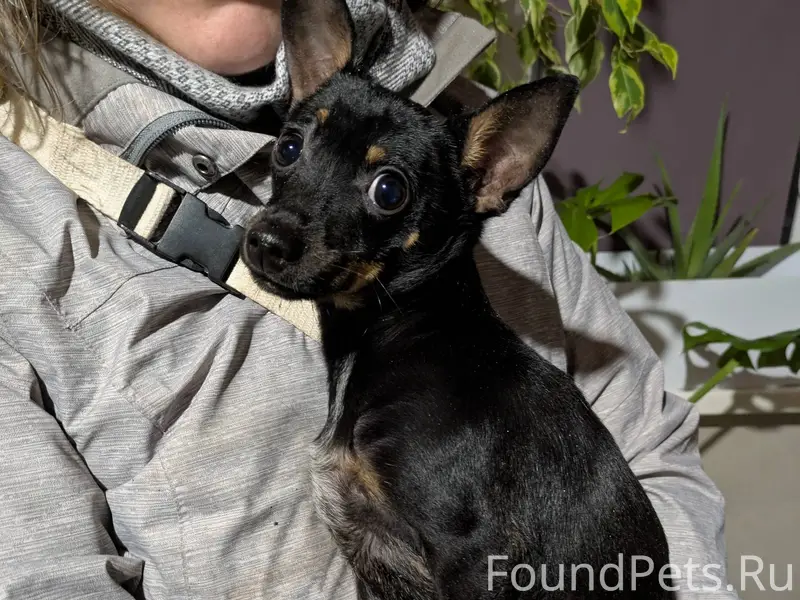 Найден пес возле вокзала, хозя...