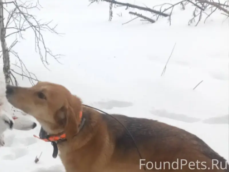 Пропала собака.гончая выжловка...