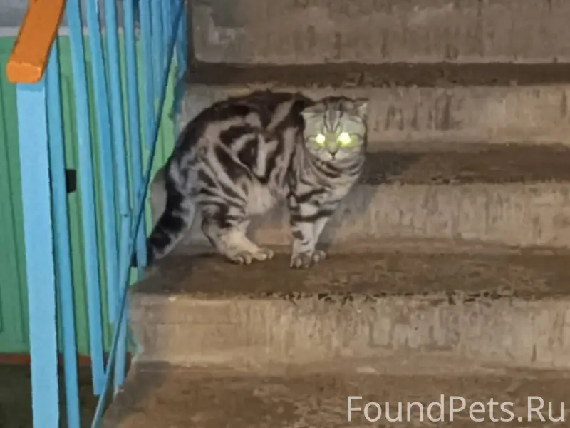 Найдена крупная кошка или кот ...