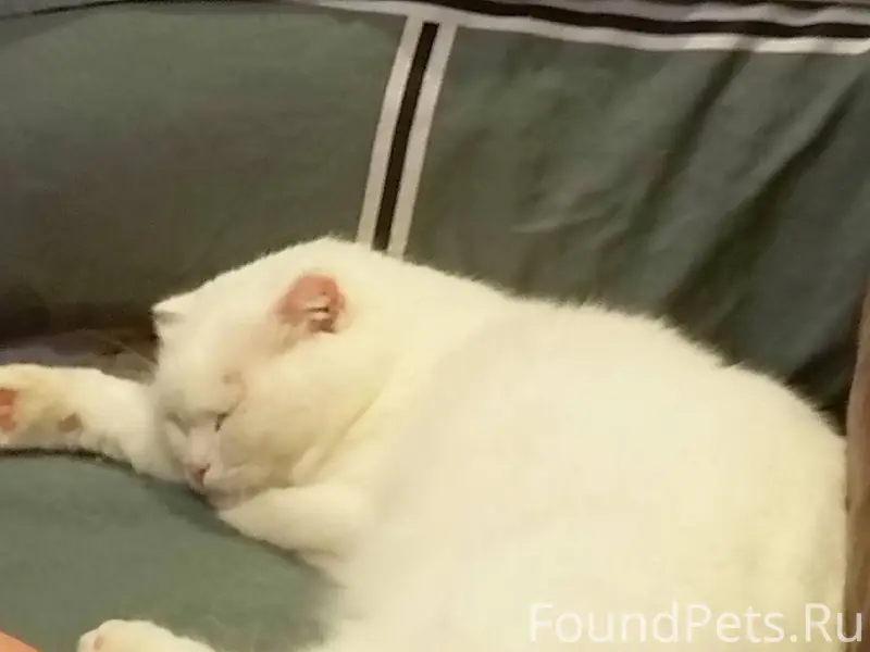 Пропал кот ул Народная, 26. Од...