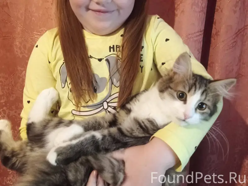 Пропал котёнок, девочка. Отзыв...