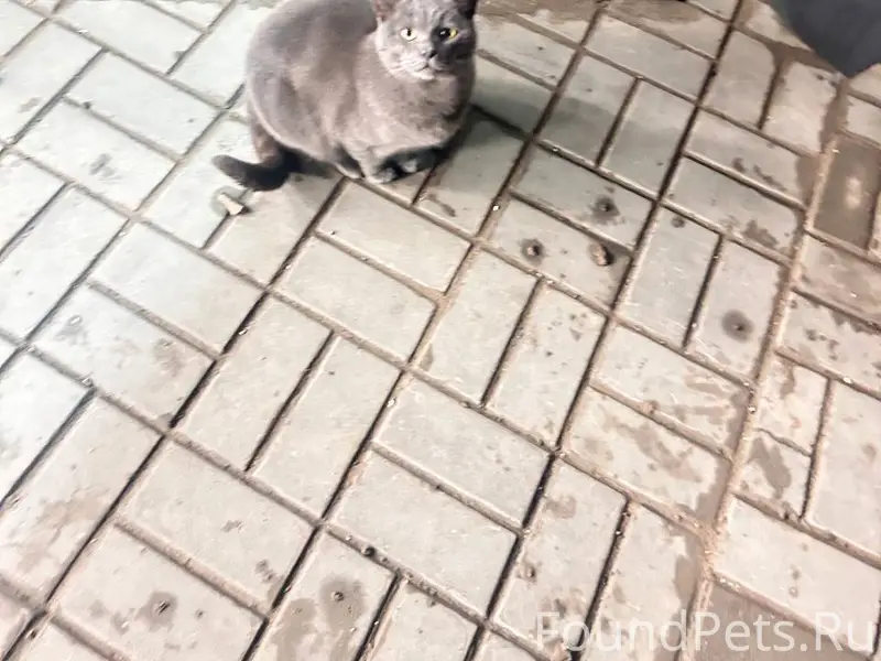 Найден кот на территории дц Аэропортовское шоссе 