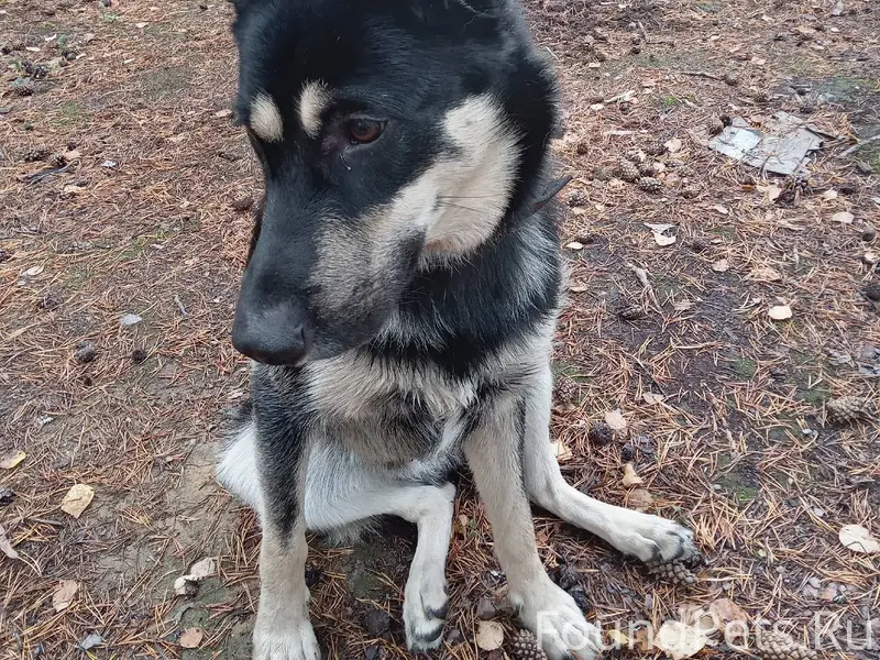 Потерялся пёс. На трассе, у Ку...