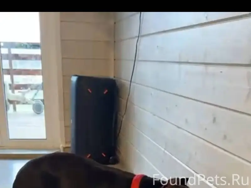 Добрый день! Убежала собака По...