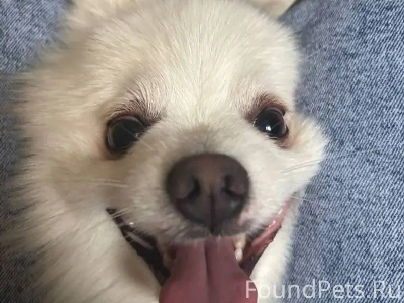 Пропала собака. Откликается на...