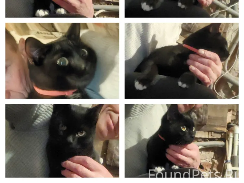 Ура! Наш Уголёк дома. Спасибо ...