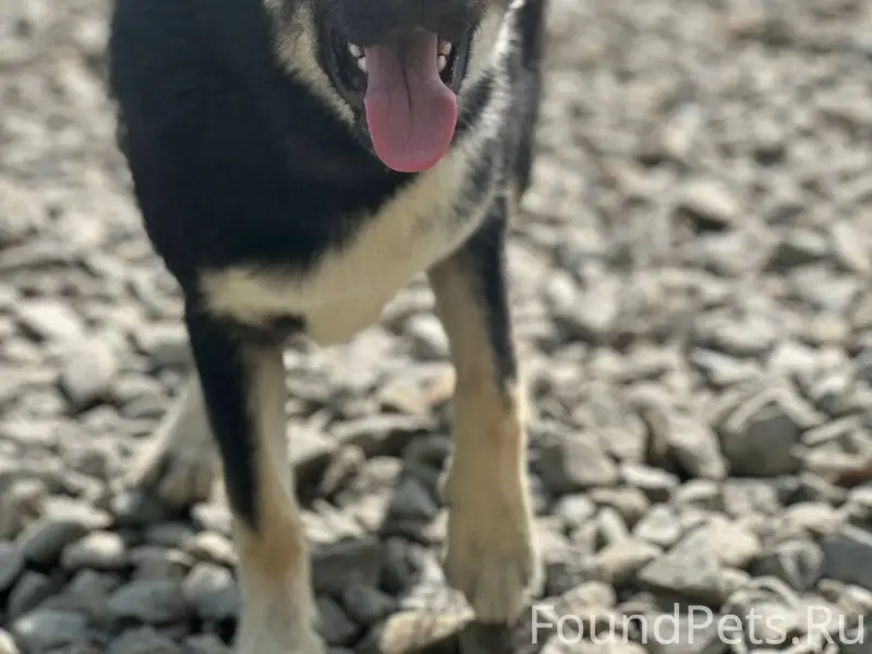 Пропал пёс в районе Кириченко,...