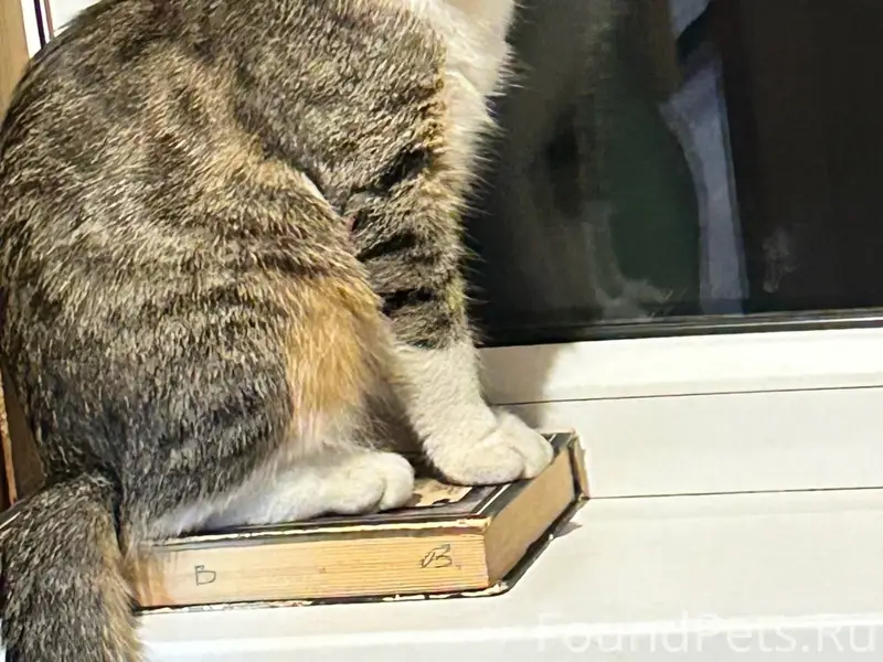 Пропал котенок …по ул.Куйбышев...