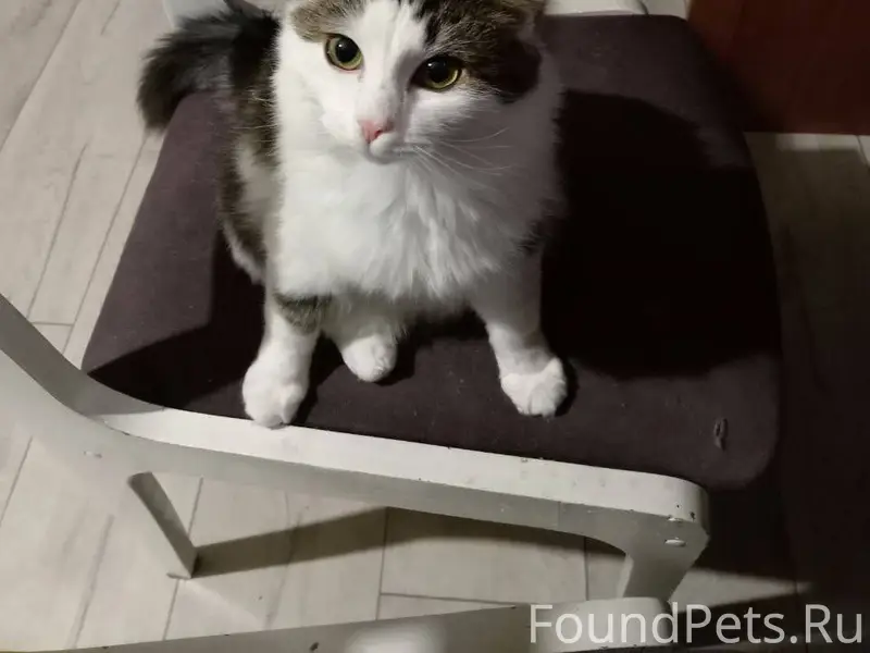 Пропала кошка 23.11.25 в...