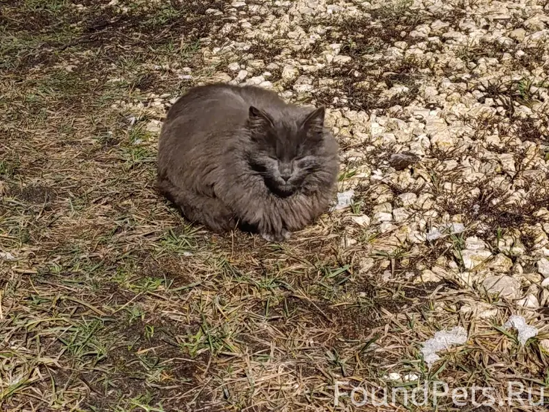 Найден кот! Улица Фрунзе. Ухож...
