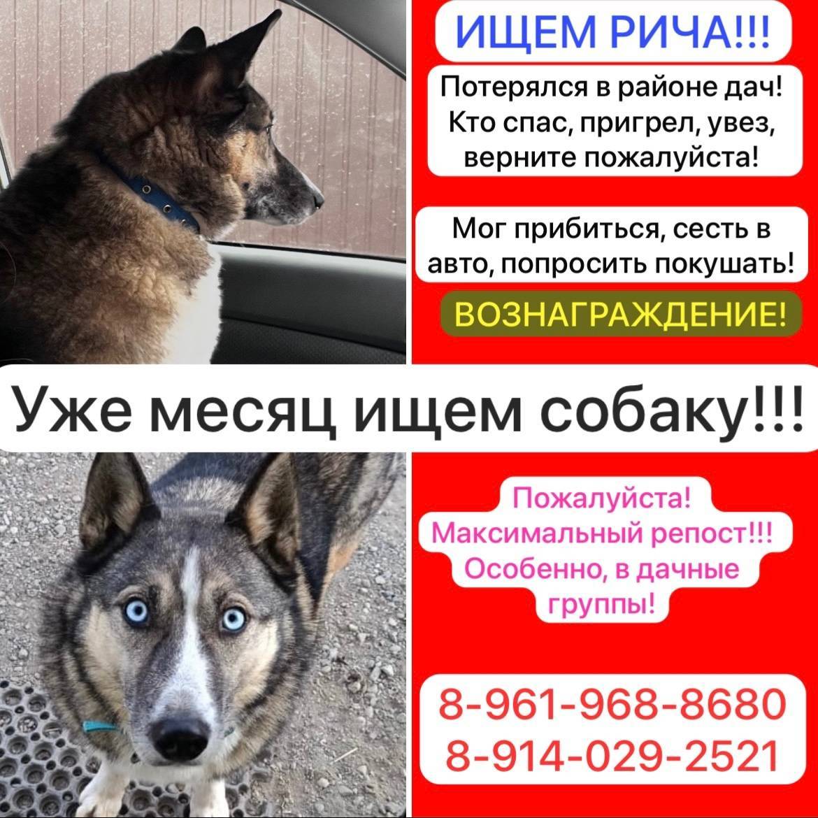 *Разыскивается собака!!!* 22.1...