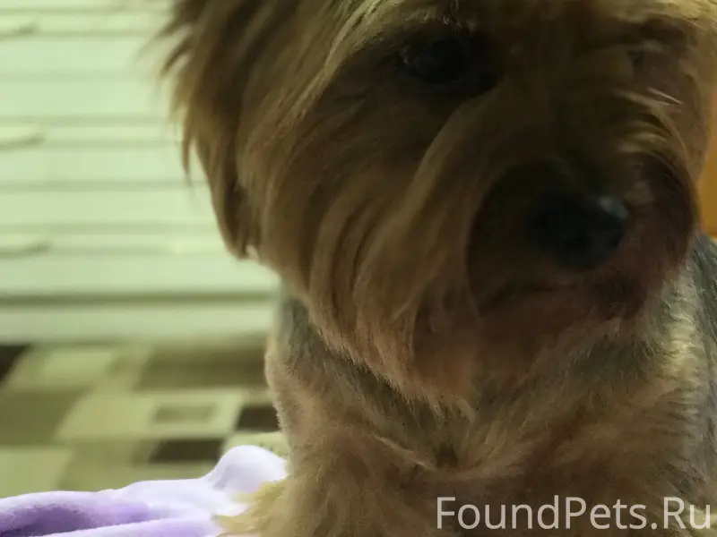 На десятке потерялась собака, ...