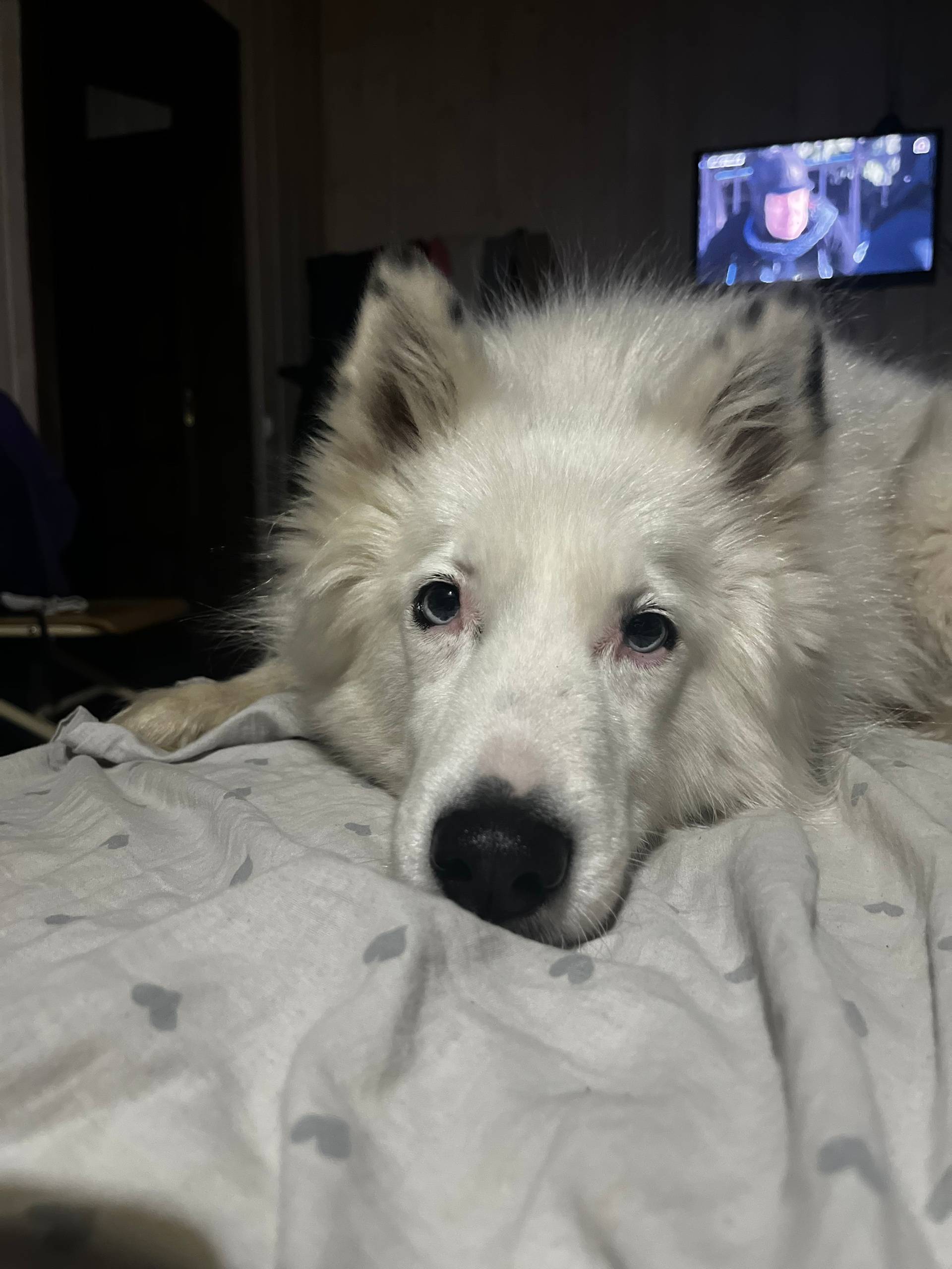 ПРОПАЛА СОБАКА! ПОМОГИТЕ НАЙТИ...