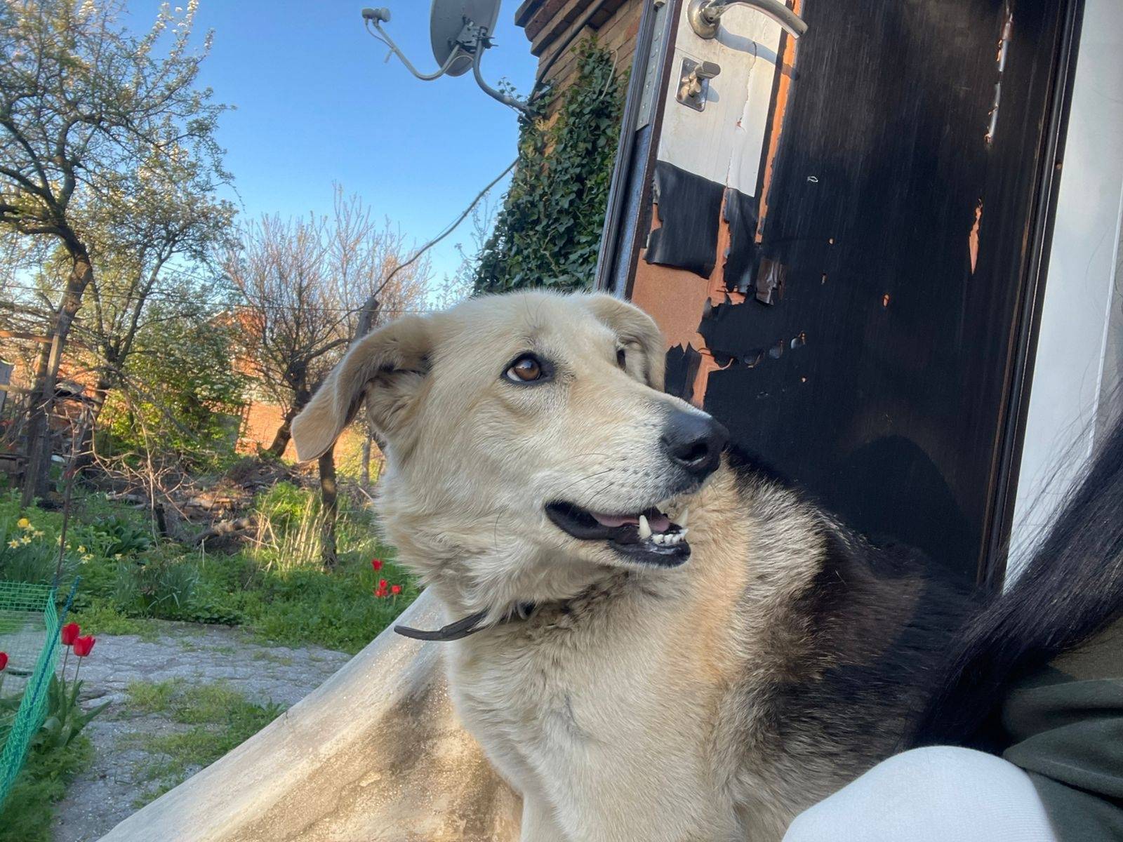 Здравствуйте! Потерялась собак...