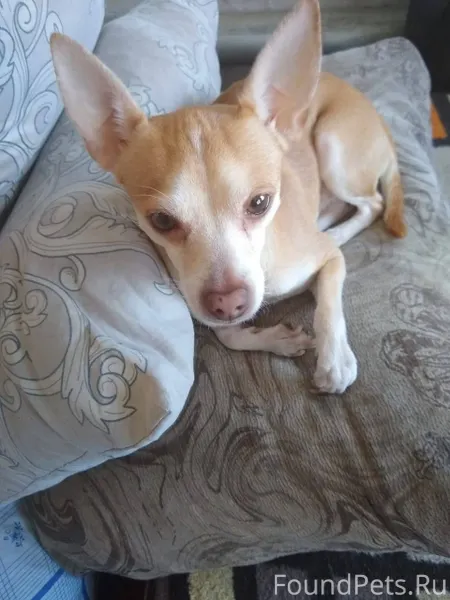 Пропала собака Пол: Мужской Кл...