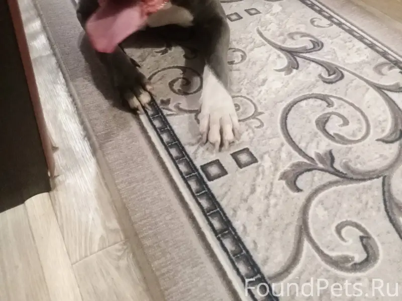 Найдена собака, кобель, породы...