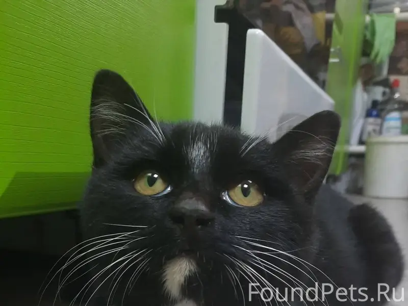 Найден кот. Голодный,исхудавши...